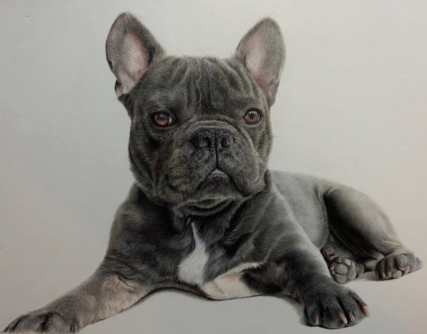 French Bull Dog Portrait